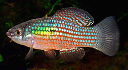 FLO - Jordanella floridae