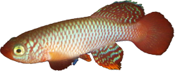 FMM - Nothobranchius flammicomantis
