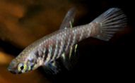 FMT - Plesiolebias filamentosus