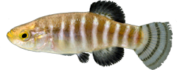 FNT - Anatolichthys fontinalis