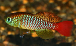 FOE - Nothobranchius foerschi