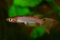FOL - Rivulus foliiscola