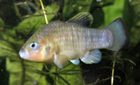 FON - Cyprinodon fontinalis