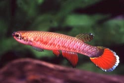 FRN - Rivulus frenatus