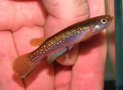 FRV - Rivulus fransvermeuleni