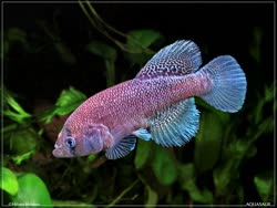 FST - Nothobranchius fasciatus