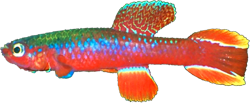 FUL - Aphyosemion fulgens