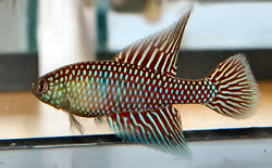 FUM - Simpsonichthys fulminantis