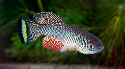FUR - Nothobranchius furzeri