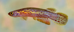 FUS - Rivulus (Cynodonichthys) fuscolineatus