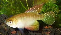 FVC - Hypsolebias flavicaudatus