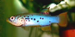 GAM - Pronothobranchius gambiense
