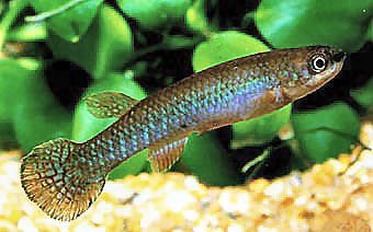 GEA - Rivulus geayi