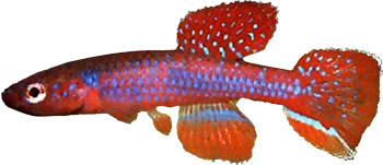 GEO - Aphyosemion georgiae