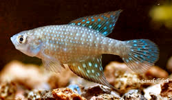 GHI - Simpsonichthys ghisolfii