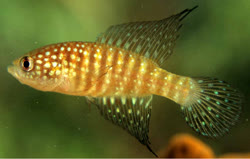 GIB - Hypsolebias gibberatus