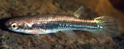 GII - Rivulus gili