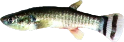 GIN - Aphaniops ginaonis