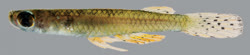 GLG - Fluviphylax gouldingi