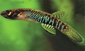 GLS - Kryptolebias gracilis