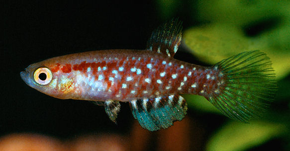 GLU - Plesiolebias glaucopterus