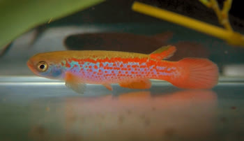 GOM - Rivulus gomesi