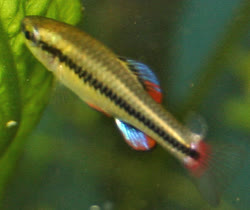 GOO - Bluefin killi