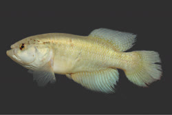 GOR - Cynolebias gorutuba