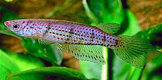 Epiplatys grahami 'Ikpenle'