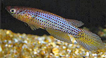 Epiplatys grahami 'Nigerdelta'