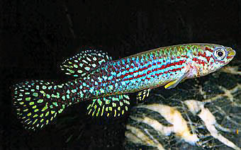 GRE - Fundulopanchax gresensi