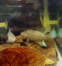 GRI - Cynolebias griseus