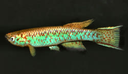 GUG - Scriptaphyosemion guignardi