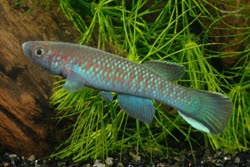 GUI - Archiaphyosemion guineense
