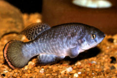 GUJ - Austrofundulus guajira