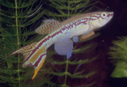 00-0-Copr_2011_Ed_Purzlt.jpg