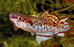 GUL - Aphyosemion gulare