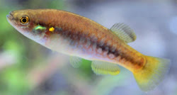 GUT - Profundulus guatemalensis