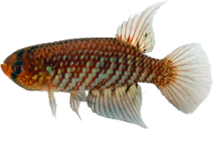HAB - Papiliolebias habluetzeli
