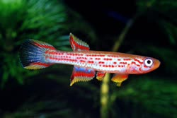 Mimongo -   