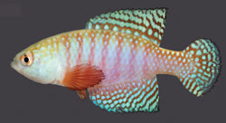 HDS - Simpsonichthys (Hypsolebias) hamadrydes Costa 2018