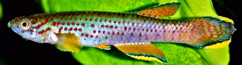HEI - Aphyosemion heinmanni