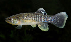 HET - Fundulus heteroclitus