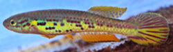 Ayene -  