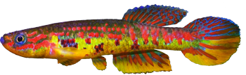 HEZ - Aphyosemion herzogi