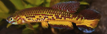 Zomoko -   