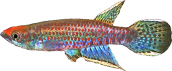 HIL - Epiplatys hildegardae