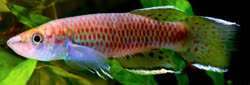 00-0-Copr_2013-Vadarte_Lasot.jpg