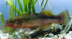 HLD - Profundulus hildebrandi