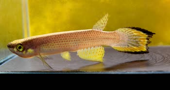 Bellavista_PE_2023-03